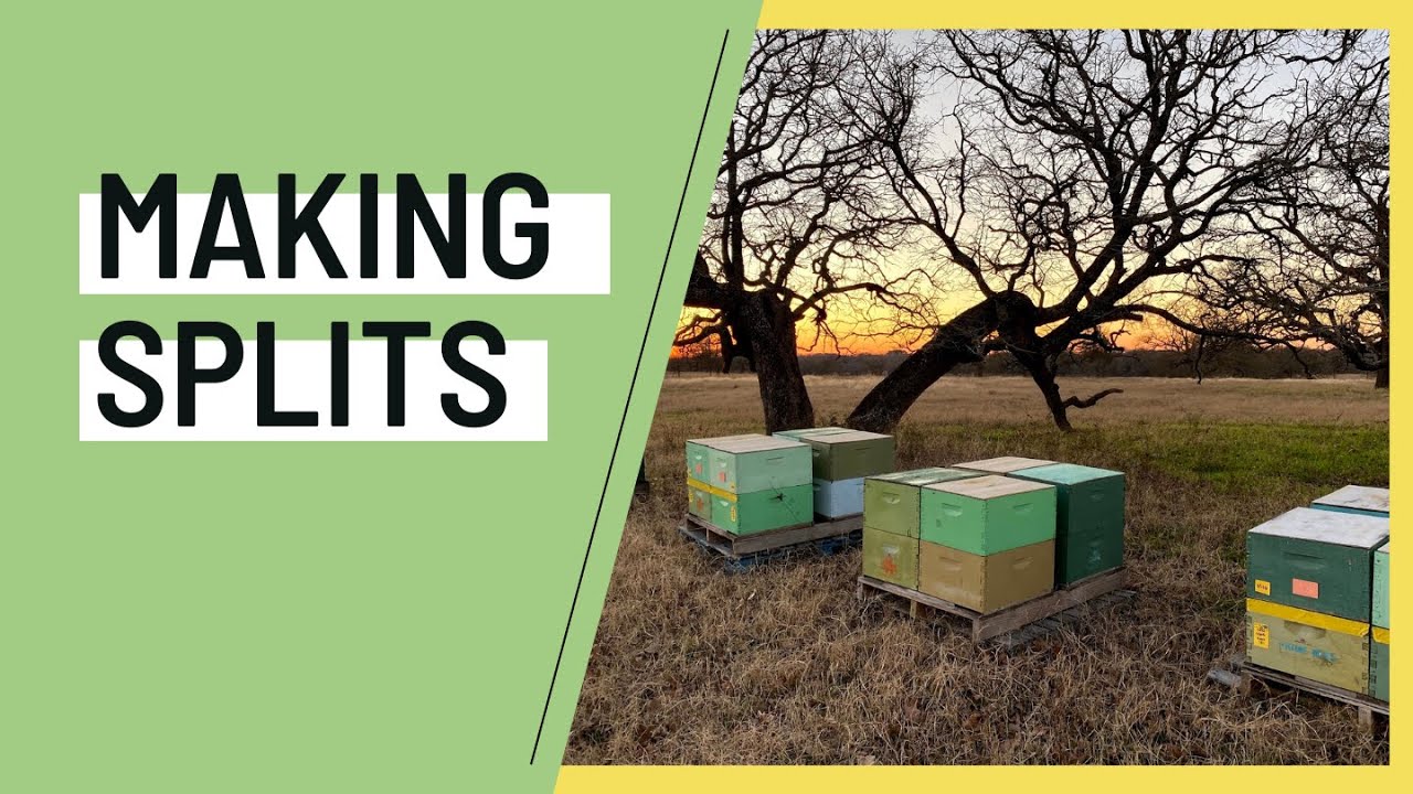 Making Splits - Techniques & Theory w/ Prime Bees Apiary