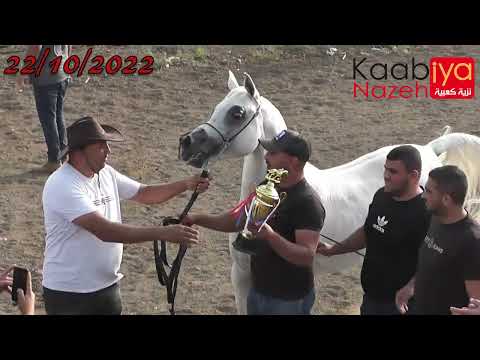 الحصان تاج ابن الفحل ساجي النايف والأم بشرى بنت الفحل العالمي مشعل ضيف شرف ميدان الأحلام كفر مندا