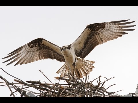 Osprey Building a Nest