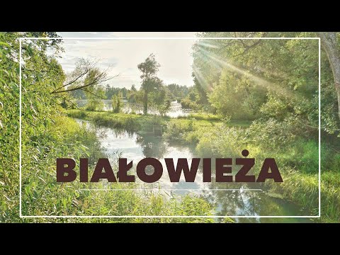 Co zobaczyć w BIAŁOWIEŻY