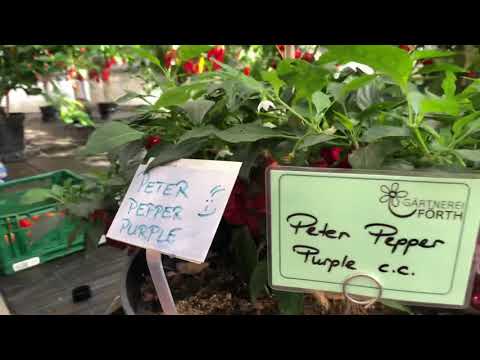 Chilifest Neusorg 2019/ 1