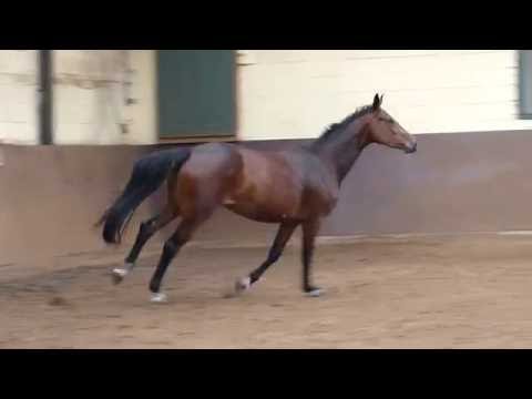 3jährige Stute von Monte Bellini aus El Bundy/Gibraltar