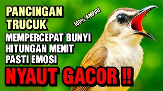 Download lagu Pancingan Trucukan PALING AMPUH ! Burung Langsung Ngalas | & Nyaut Gacor mp3