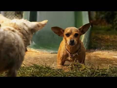beverly hills chihuahua 2 (2011) - mud slide
