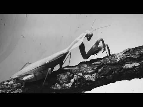 Courtney Barnett - Mantis (Official Visualizer)