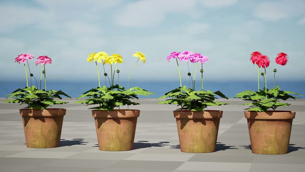 South African Glorious Patio Gerbera 3D Model