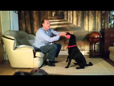 Retrieve Handfeeding Training with Sam the Springador, Dimadogs