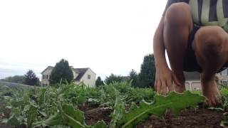 How to remove sharp weeds at you house