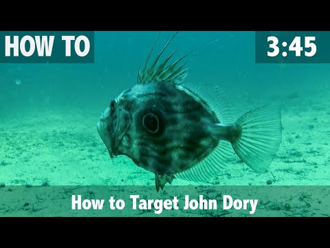 Sådan fanges sanktpetersfisk