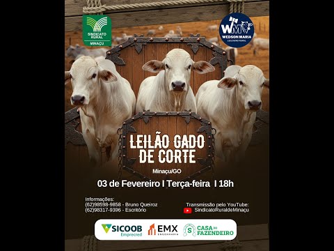 LEILÃO GADO DE CORTE - SINDICATO RURAL DE MINAÇU GO - 03/02/2026