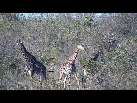 Djuma: Five Giraffes feeding, one drinks at the dam - 16:02 - 08/08/2023