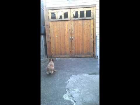 Red Heeler Puppy vs. Gravity