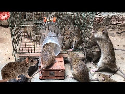 Best Rat Trap 2019 🐀 15 Mice in trapped 1 Hour 🐭 Mouse/ Rat trap 👍 How to Make Rat Trap