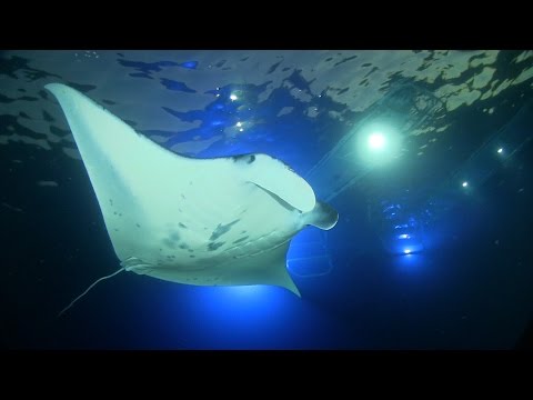 Manta Ray Night Snorkel Kona with Liquid Hawaii Charters - Big Island, Hawaii - HD 720p
