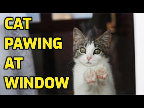 Why Is My Cat Scratching At The Window?