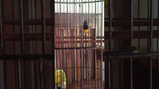 Download lagu sogon nembak belalang emas mp3