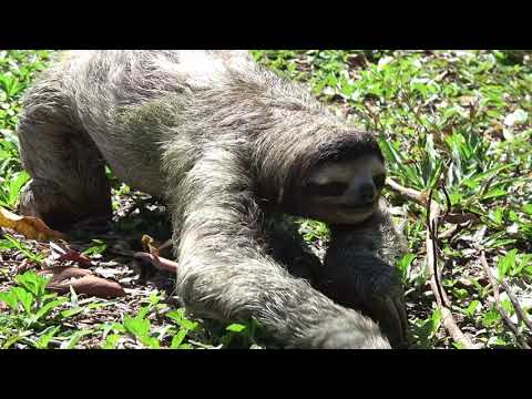 Gerettetes Faultier bedankt sich