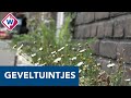 José en Loes vervangen stoeptegels voor planten in Haagse wijk