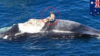 Dead whale surfer avoids becoming Great White shark snack