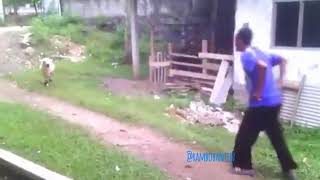 Download lagu Rambo serang Orang vs Domba mp3