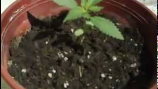 Karamelo Santo - Mi plantita chiquita