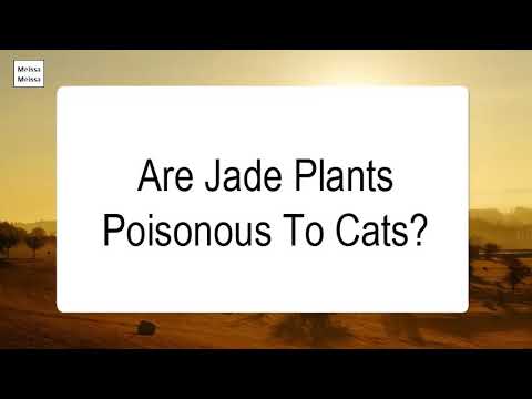 Are Jade Plants Poisonous To Cats