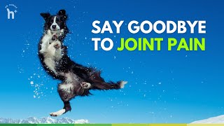 Natural Solutions for Dog Joint Pain