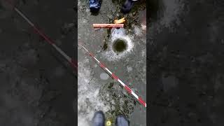 Платная рыбалка в подмосковье светлые горы