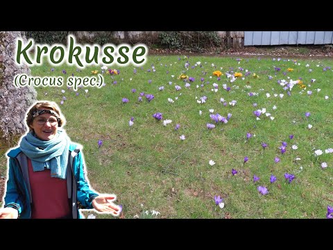 Krokusse (Crocus spec.) - Artenporträt: Merkmale | Ökologie | Wissenswertes