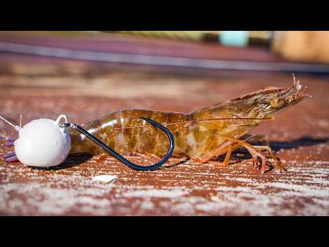 The Right Way to Hook Shrimp: Pro Tips for Better Fishing