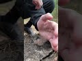 I Gave My Hair To Survive In The Woods!🦵😫#camping #survival #bushcraft #outdoors #lifehacks