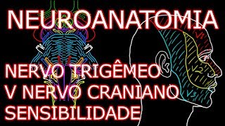 Aula: Neuroanatomia - Nervo Trigêmeo (V Nervo Craniano) - Componente Sensitivo - Neuroanatomia #6.4