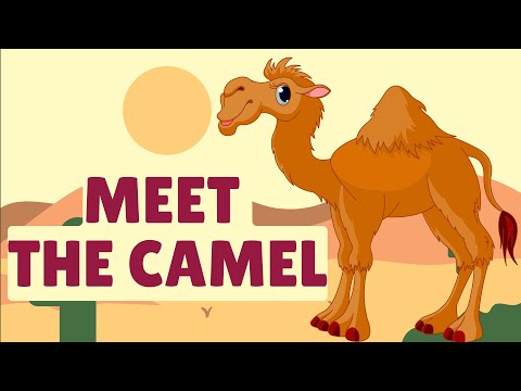 I'm a Camel | Fun Facts for Kids l kidomania