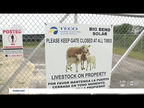 TECO hires eco-friendly hungry sheep to 'mow' grass in expanding solar energy fields