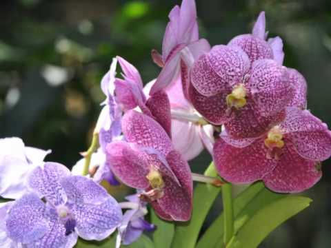 Yadi S - Bocah anyar