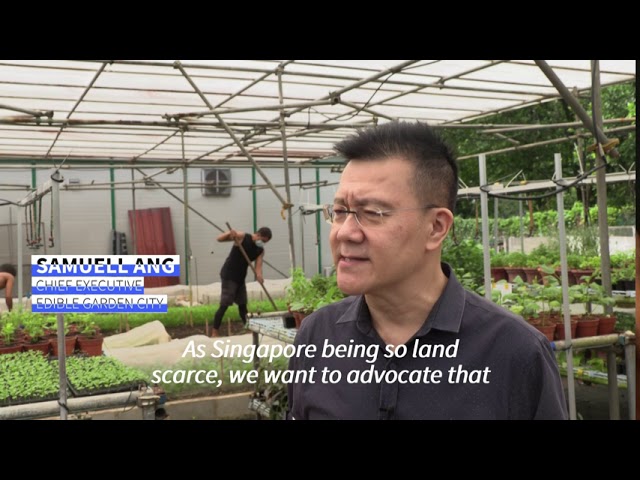 Green shoots: Rooftop farming takes off in Singapore