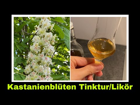 Kastanienblüten Likör oder Tinktur | Kastanien Blüten verwenden | Selbstversorgung