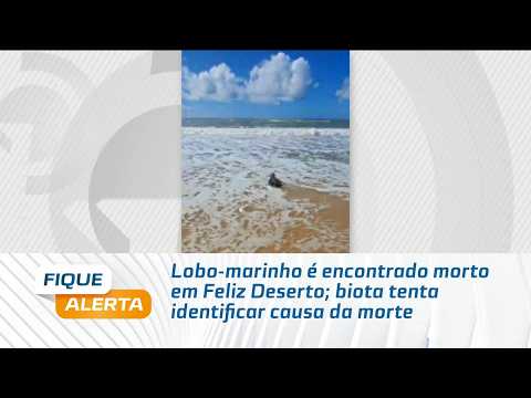 Lobo-marinho é encontrado morto em Feliz Deserto; biota tenta identificar causa da morte