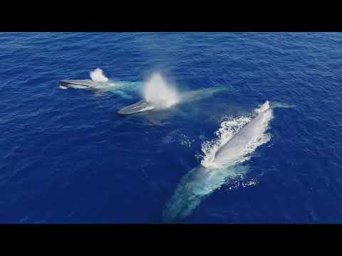 Blue Whales Form Large Groups and Play with Dolphins in San Diego (Nature Documentary Short 4k)