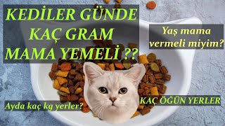 Kediler Günde Kaç Gram Kuru Mama Yemeli Yaş mama vermeli miyiz