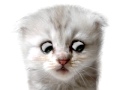 cat singing joy joy joy 