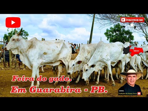 FEIRA DO GADO DE GUARABIRA - PB, BOI DE CORTE EM DESTAQUE. ✅20/11/2025✅