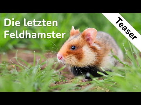Teaser-Trailer: "Die letzten Feldhamster" - David Cebulla | Naturfilm, Doku [GER | 4K UHD]