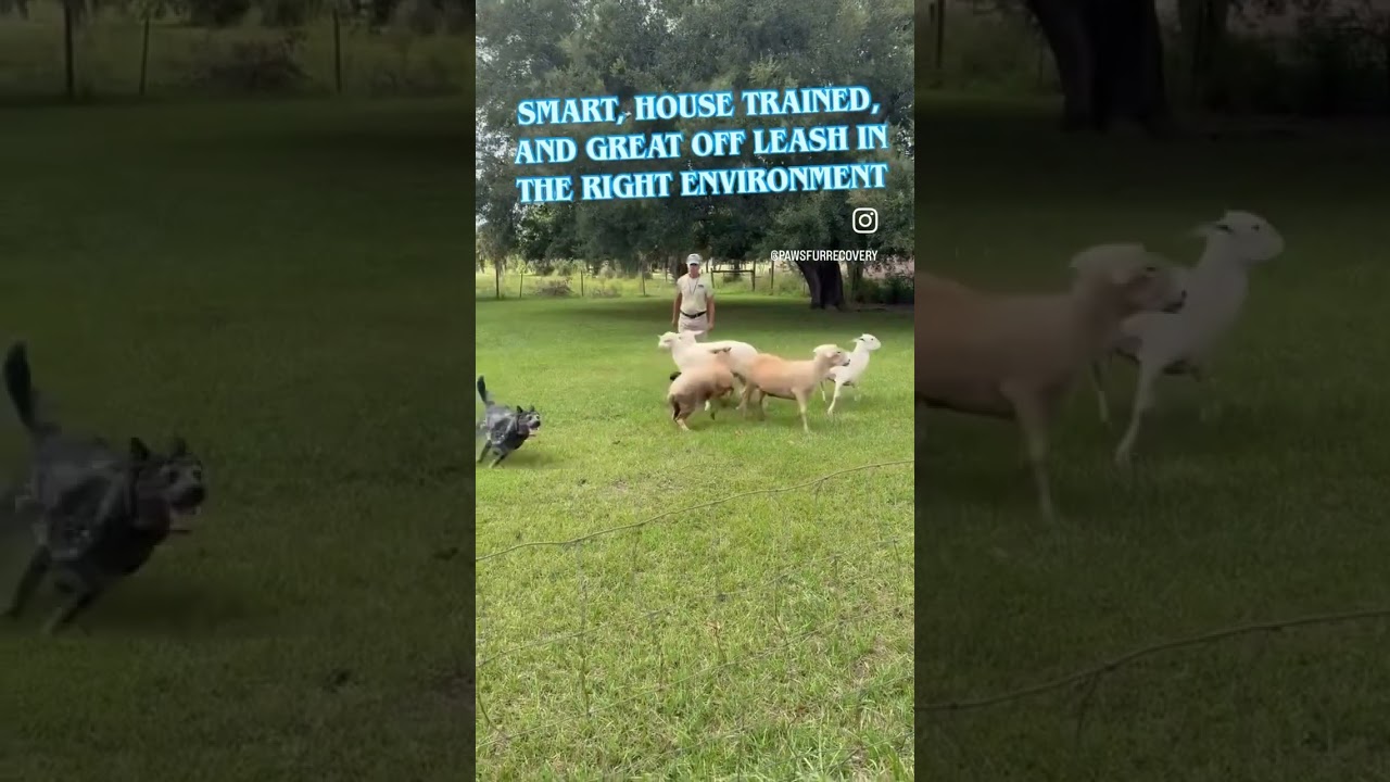 BLUE, a Adoptable Australian Cattle Dog / Blue Heeler in Indiantown, FL video 4/6