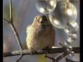 chant de noel - YouTube