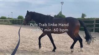 Pulsmessung für Pferde mit Polar Equine H10