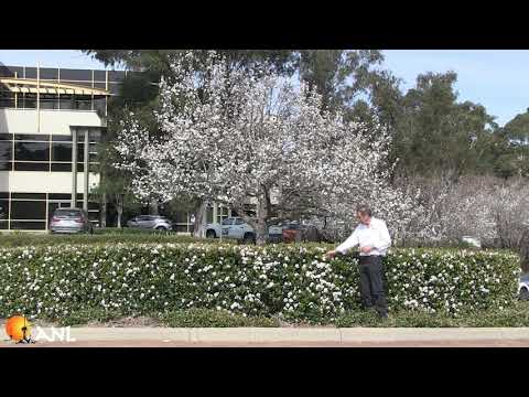 Hedging: Indian Hawthorn