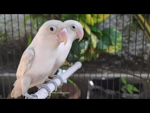 6 Hours of Lovebird Chirping Sounds - White Pastel (Mocha) Pair