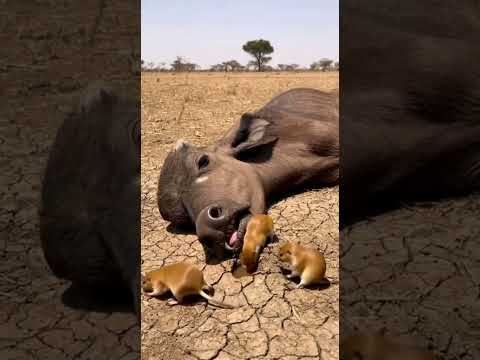 Mole-rat Digs Oasis for Thirsty Calf #wildlife #rescue #miracle #animalrescue #animals