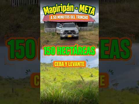 150 hectáreas en el trincho mapiripan #fincaganadera #mapiripan #fincallanos